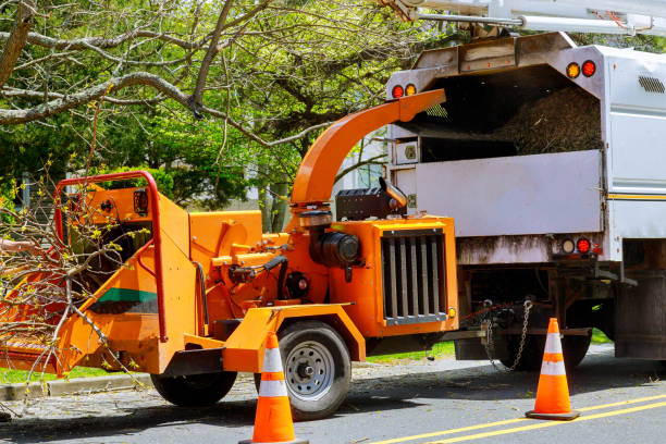 How Our Tree Care Process Works  in New Port Richey East, FL